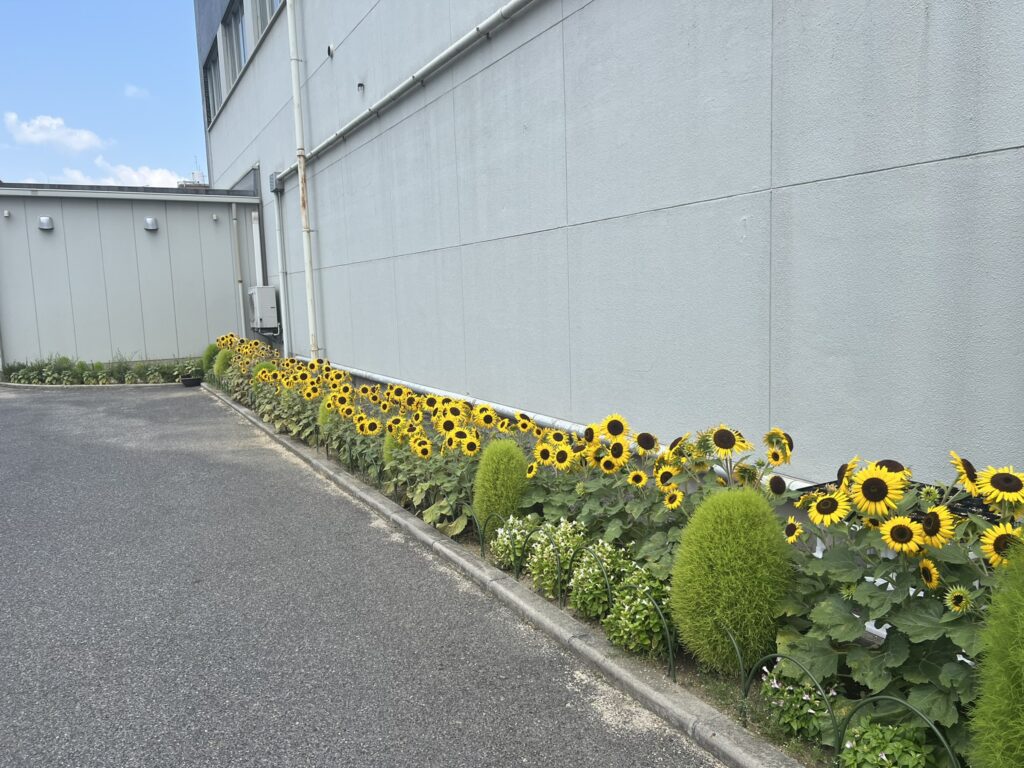 ひまわり 気づき