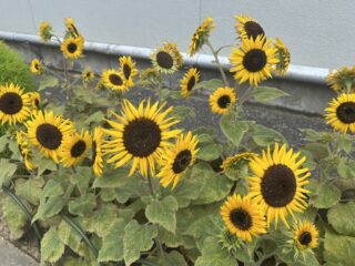 心と体に余白を。健康経営が生む“ありがとう”の循環