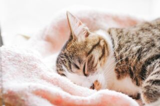 客様のインサイトを知ることから、すべては始まる
