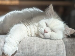 とにかく寝る。それが最強の戦略